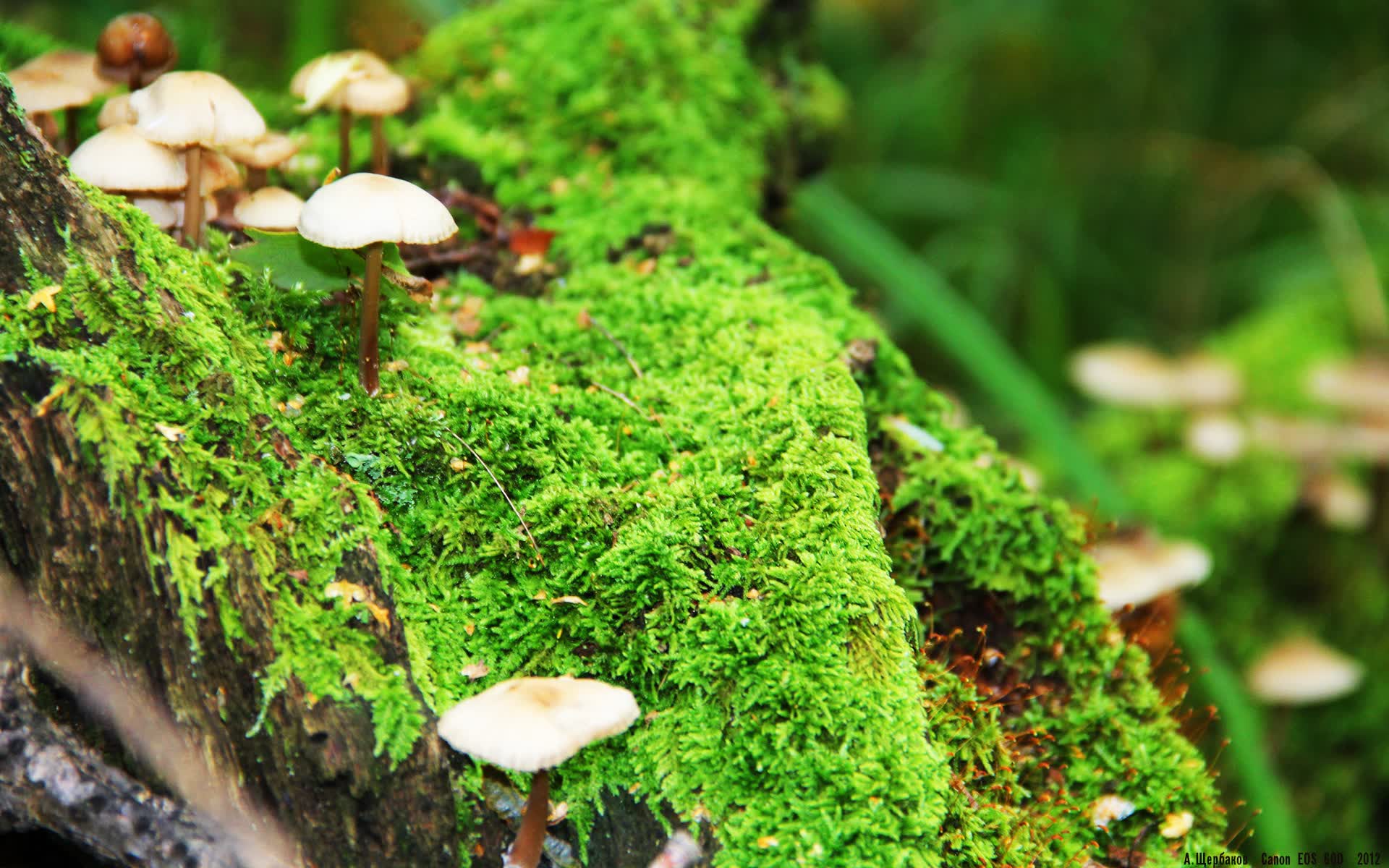 世界游泳接力技术统计平台赛后数据开放计划公布，游泳接力赛程